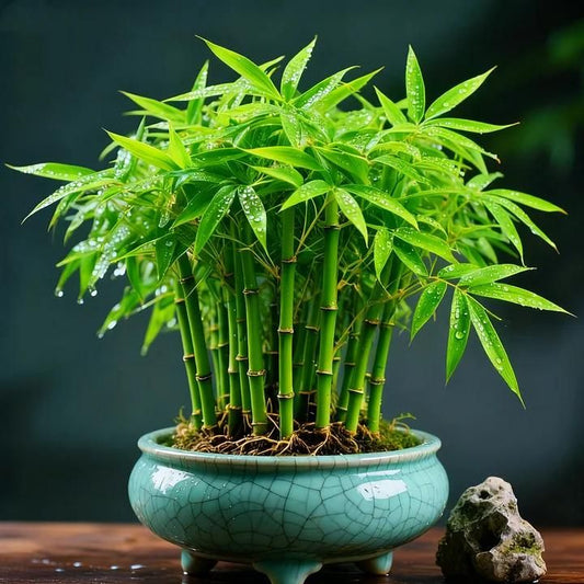 Multi Colour Lucky Bamboo Seeds + Plant Growth Serum 50 ML Free