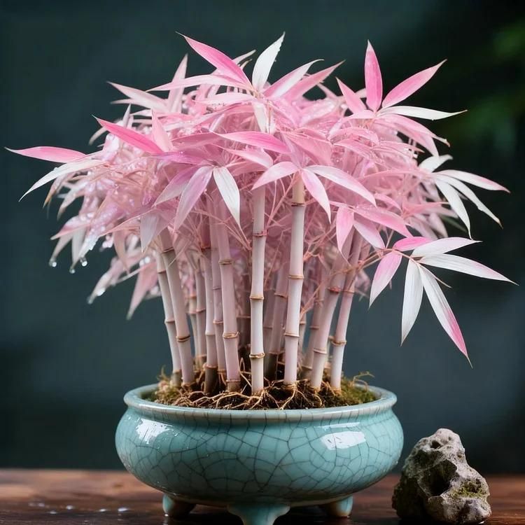 Multi Colour Lucky Bamboo Seeds + Plant Growth Serum 50 ML Free